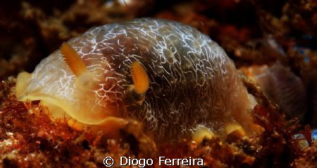 "The last photo of Igor, the fastest nudibranch on earth,... by Diogo Ferreira 