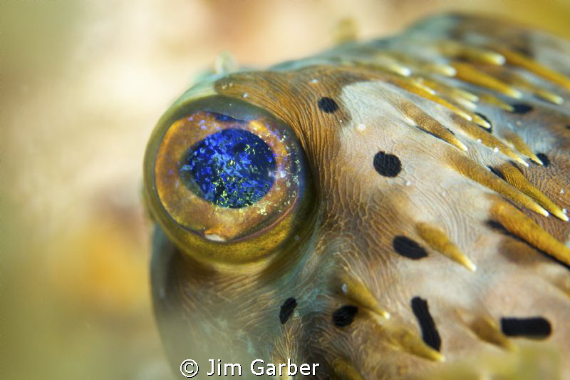Balloonfish eye - Utila by Jim Garber 