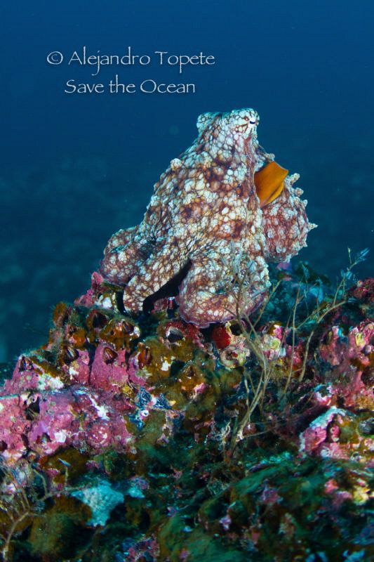 Octopus in the Reef, Isla de Coco Costa Rica by Alejandro Topete 