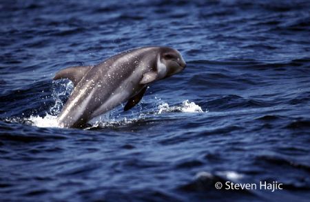 Playful Baby Rissos dolphin off La jolla California. by Steven Hajic 