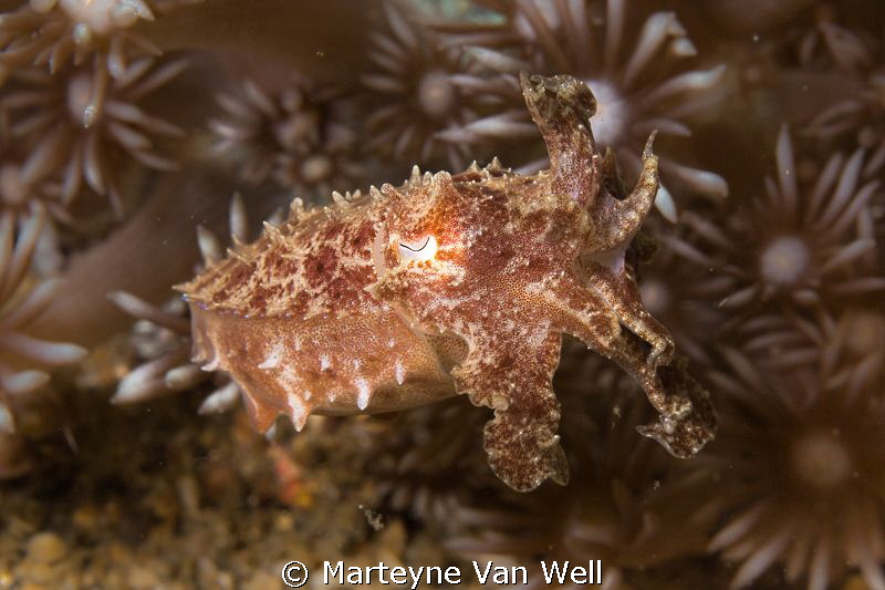 Pygmy Cuttlefish at Lembeh Strait by Marteyne Van Well 