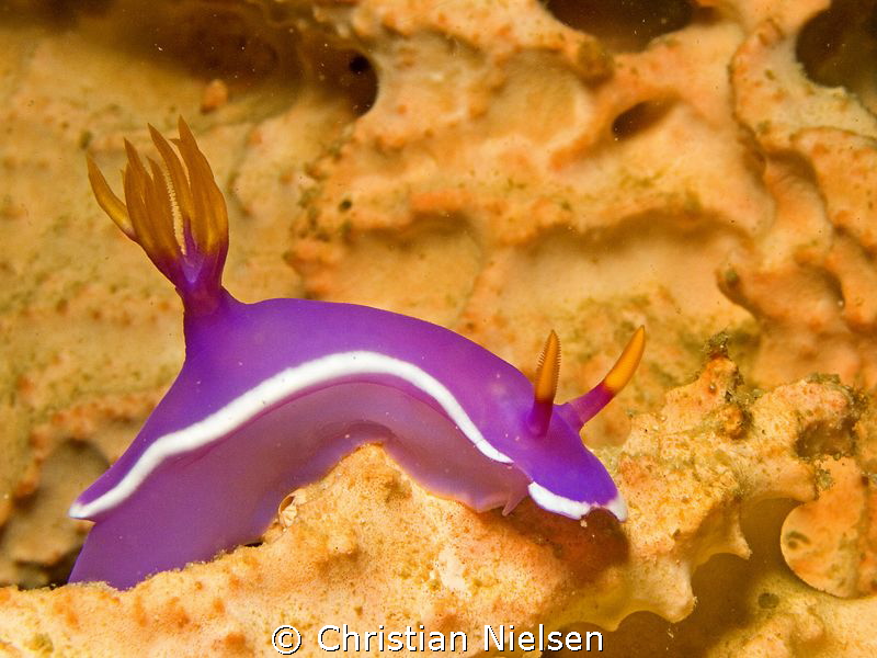 I like the colors of this image from the underwater world... by Christian Nielsen 