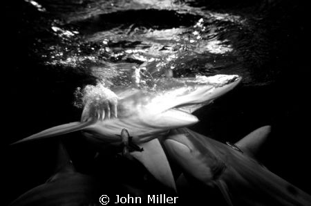 Male and Female shark, Nikon D7000, wide angle, by John Miller 
