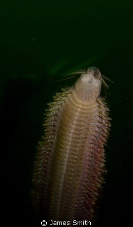 Polychaete worm swimming off of San Juan Islands, Washington by James Smith 