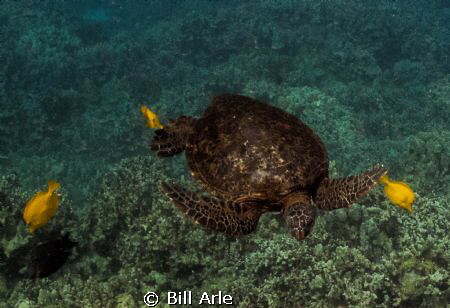 Turtle Spa.  Big Island, Hawaii. by Bill Arle 