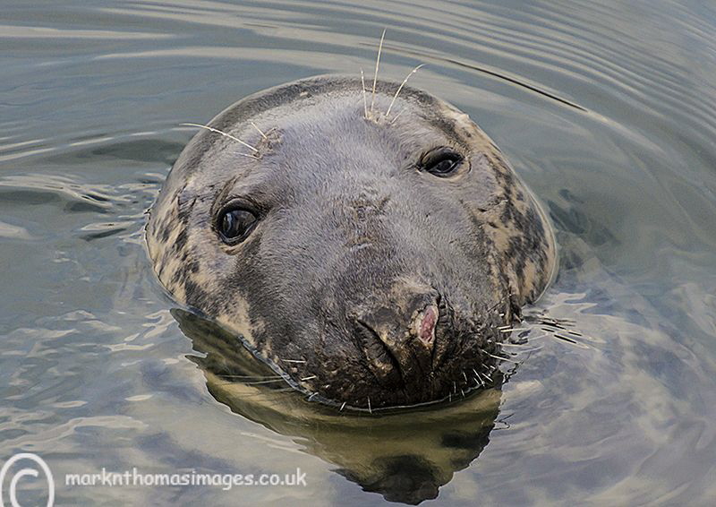 Grey seal - Eyemouth harbour. by Mark Thomas 