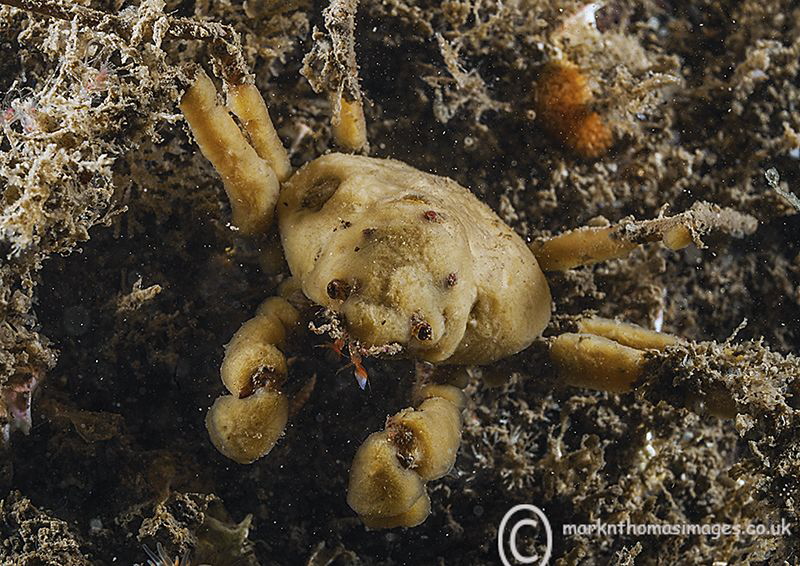 Scorpion spider crab.
St. Abbs. by Mark Thomas 