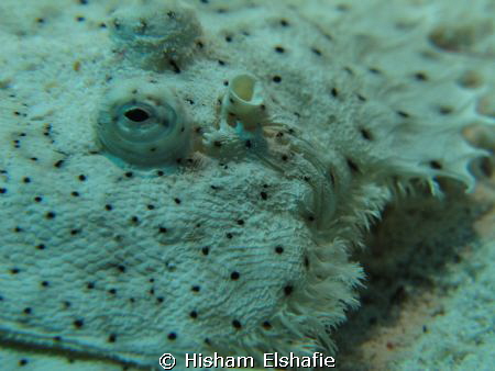 Leopard Flounder Fish by Hisham Elshafie 