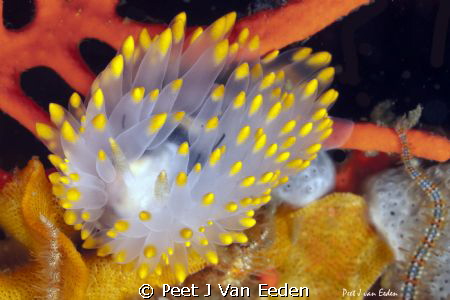 Yellow gas flame nudibranch by Peet J Van Eeden 