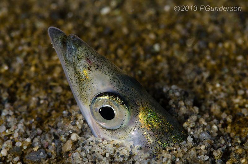 Simply a Pacific Sand Lance by Pat Gunderson 