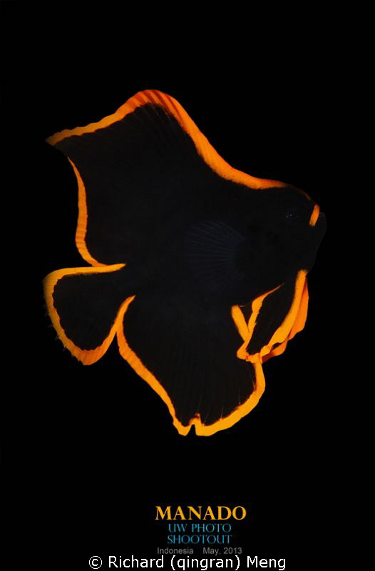 Golden Realm／a juvenile batfish found in Manado，Indonesia... by Richard (qingran) Meng 