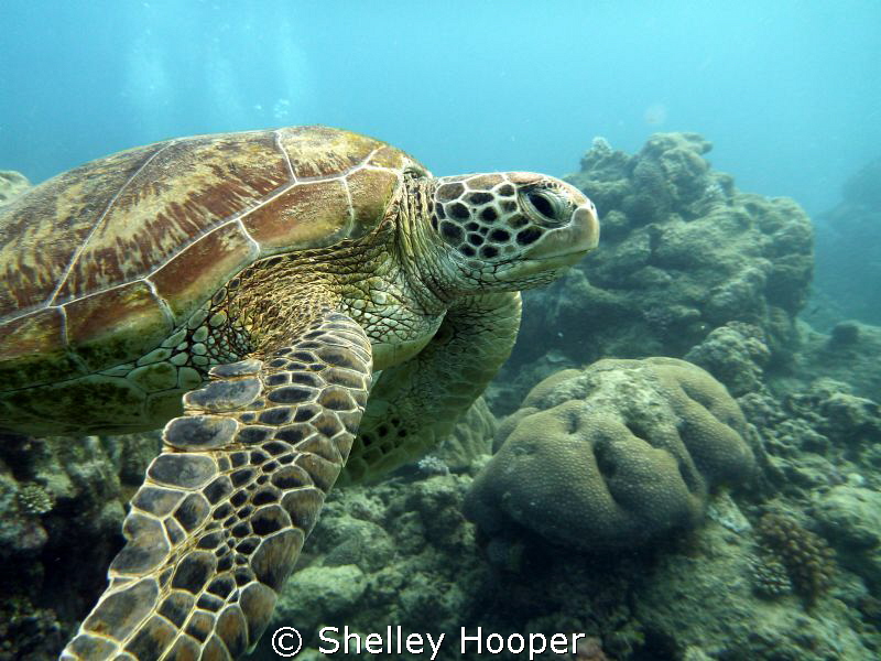 Beautiful sea turtle at Norman Reef, Great Barrier Reef, ... by Shelley Hooper 