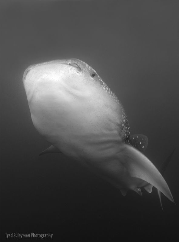 Whale Shark in Black and White by Iyad Suleyman 