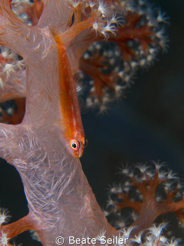 small goby on soft coral by Beate Seiler 