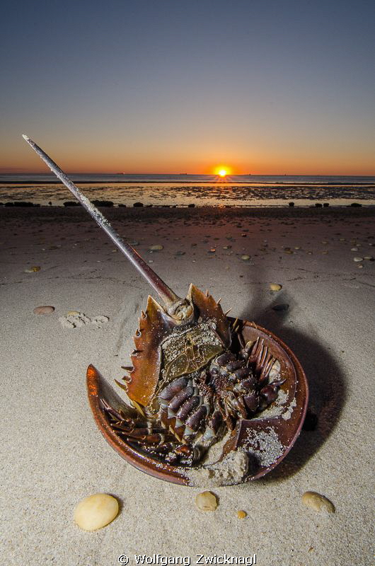 Horseshoecrab which didn´t make it back to the Atlantic d... by Wolfgang Zwicknagl 