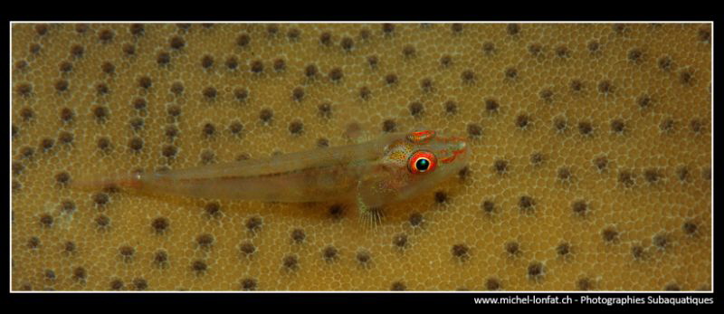 Little Goby on a soft Coral... :O)... by Michel Lonfat 