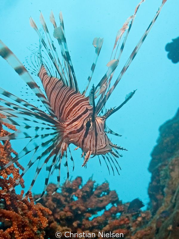 The beautiful lionfish against the beautiful blue by Christian Nielsen 