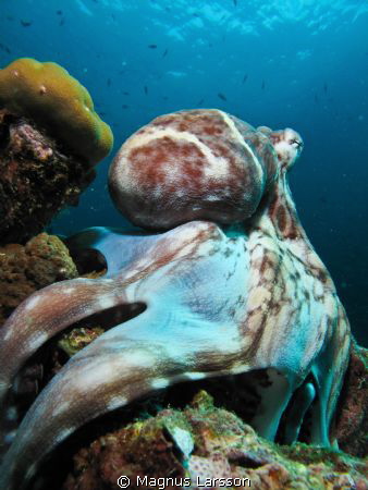 Octopus posing for the camera by Magnus Larsson 