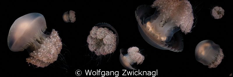 One single jelly shot several times, croped and assembled... by Wolfgang Zwicknagl 