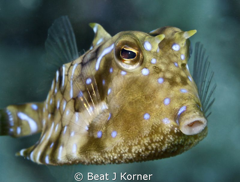 Those Thornback Cowfish are often hard to spot but once y... by Beat J Korner 