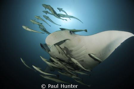 Manta on manta Reef by Paul Hunter 