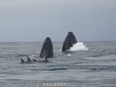 Whales doing a SPY HOP, during their migration through th... by John Miller 