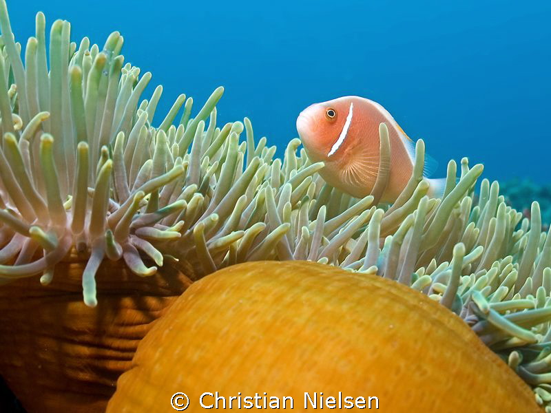 Always enjoyable watching these small fellows by Christian Nielsen 