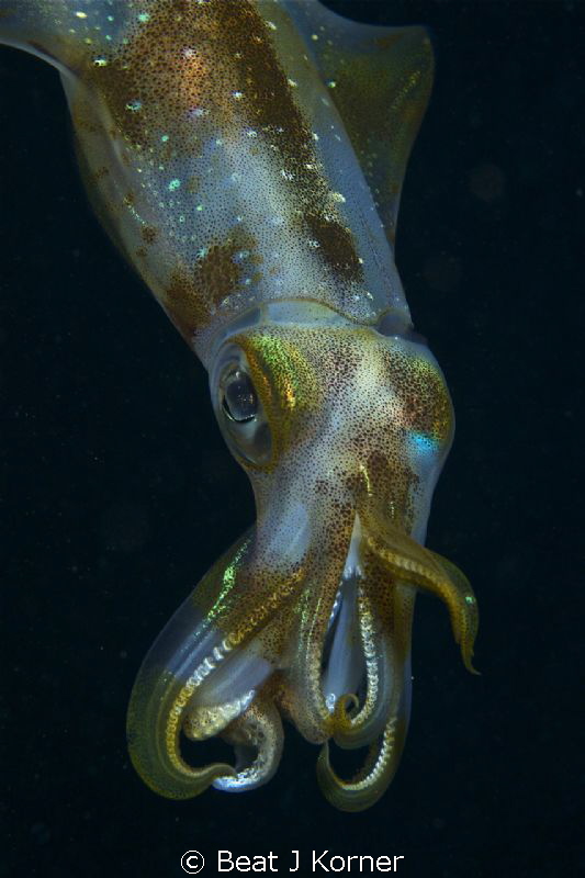 The Hawaiian squid turns into flamboyant art after darkne... by Beat J Korner 