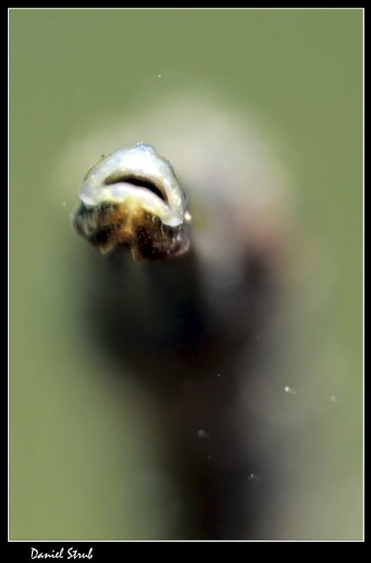 Mouth of a bentstick pipefish :-D by Daniel Strub 