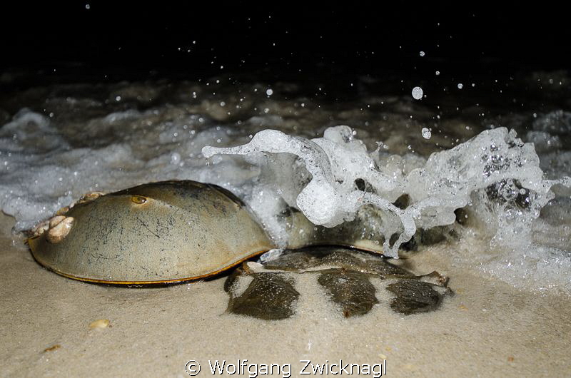 Horseshoe crab mating by Wolfgang Zwicknagl 