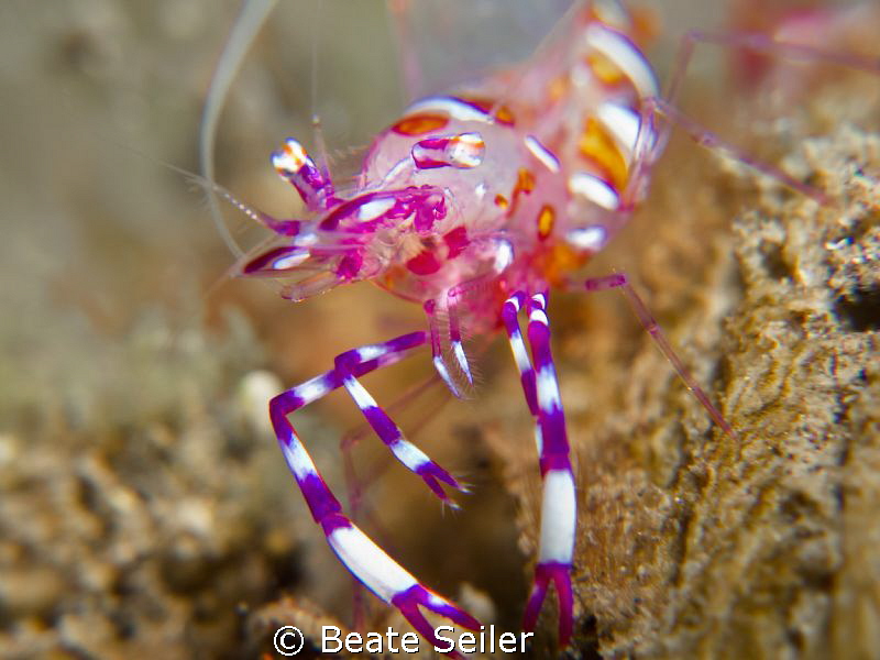 nice colorful shrimp by Beate Seiler 