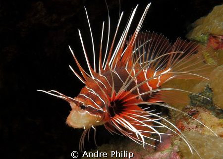 clearfin lionfish by Andre Philip 