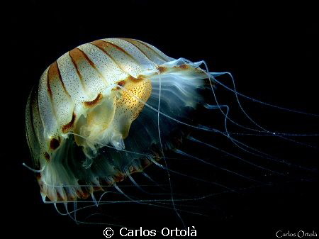 Chrysaora hysoscella. Marine Reserve "Cap de Sant Antoni". by Carlos Ortolà 