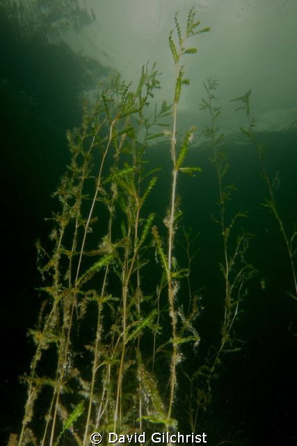 Aquatic Vegetation in local quarry by David Gilchrist 