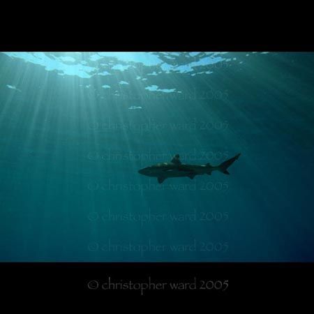 French Polynesia. Deco stop, black tip sharks circle. Thi... by Christopher Ward 
