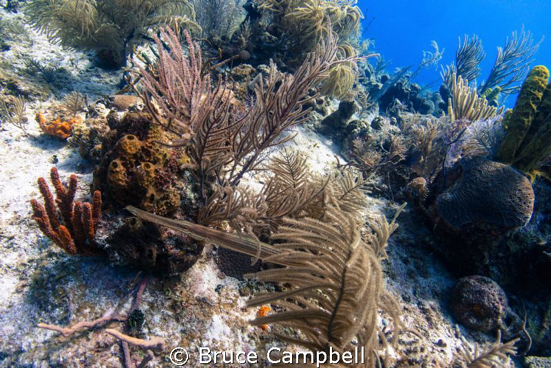 A trumpet fish hunting by Bruce Campbell 