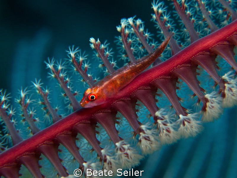 small goby on a seapen by Beate Seiler 