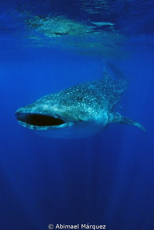 Whale Shark by Abimael Márquez 