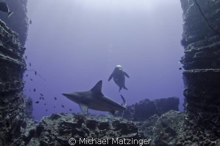Hawaiian Monk seal and Sandbar Shark swimming through a g... by Michael Matzinger 