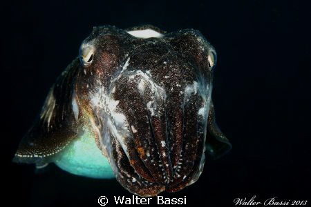 Cuttlefish by Walter Bassi 