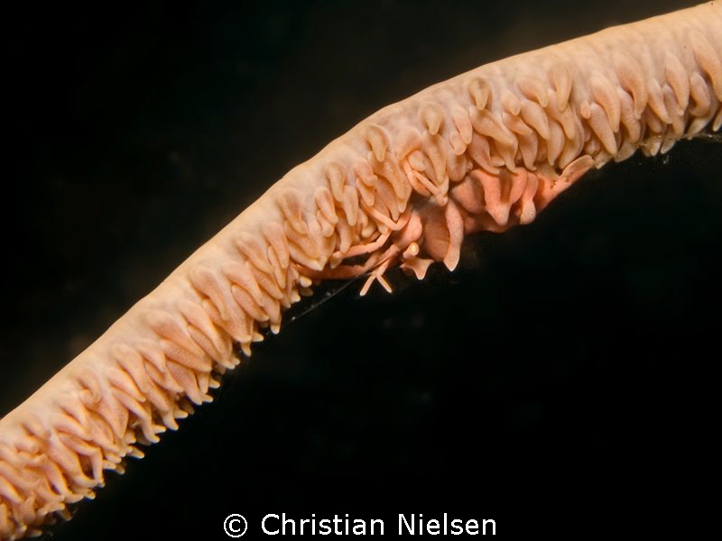 Whipcoral shrimp in Dauin by Christian Nielsen 
