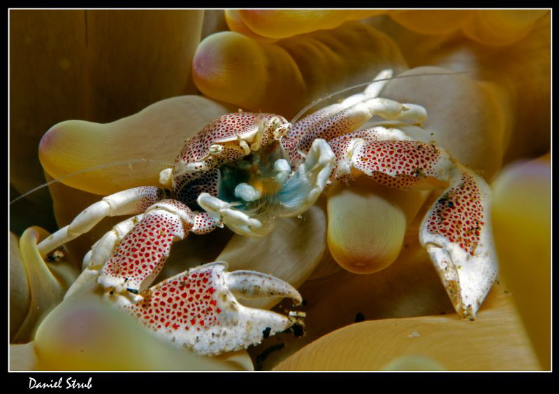 Porcelain crab :-D by Daniel Strub 