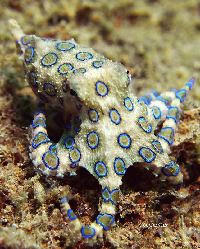 Lovely Blue ringed Octopus came out to pose in the daylight. by Marylin Batt 