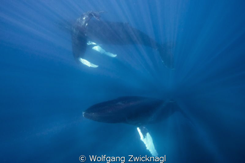 Humpbackwhale family dancing in the sunlight... by Wolfgang Zwicknagl 