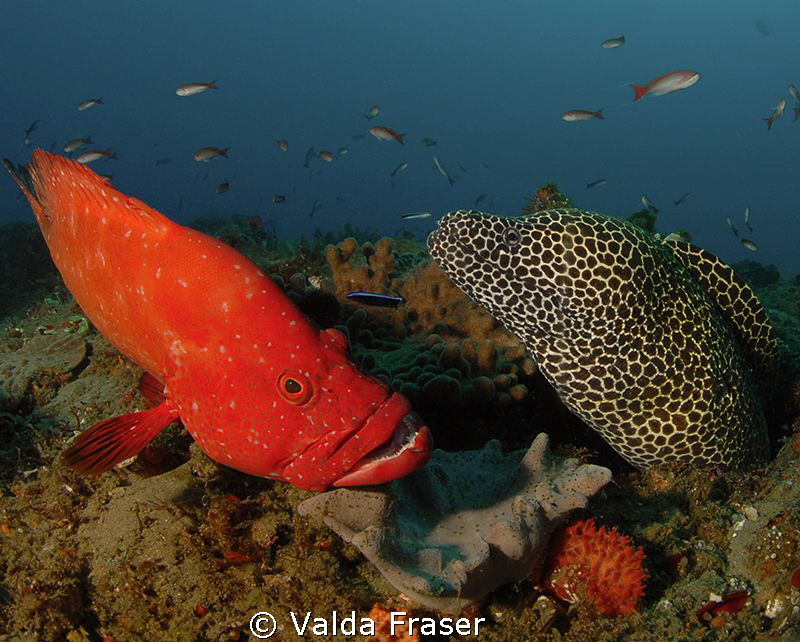 Tomato cod in the queue at a cleaning station. by Valda Fraser 