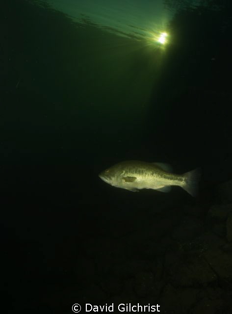 Lone Bass, in local quarry. by David Gilchrist 