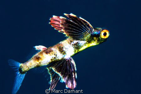 This 3 cm baby flying fish was caught just away from a sm... by Marc Damant 