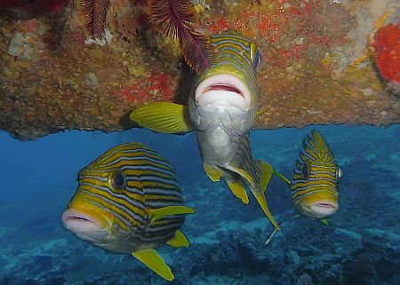 Sweetlips under the wing of a sunken airplane by Andre Philip 