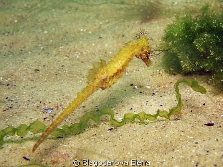 Yellow seahorse. by Blagodarova Elena 