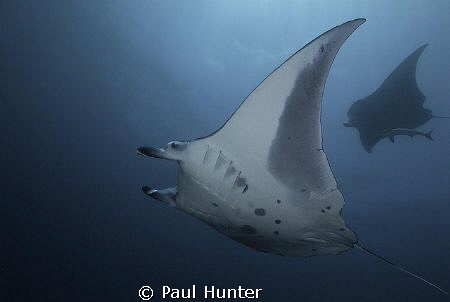 Diving with Mantas by Paul Hunter 